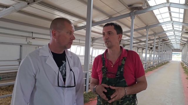 Комплекс молочного овцеводства! Овцы Лакон - молочное производство! Самара КФХ "БОСТАНЧАН" смотреть онлайн