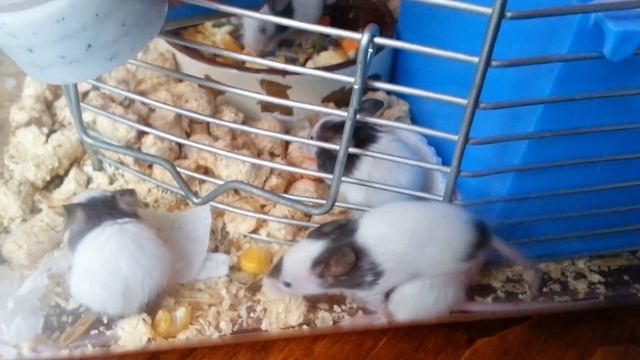 Японские карликовые мышки.