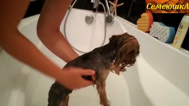 Купание йоркширского терьера New 2018 смотреть онлайн