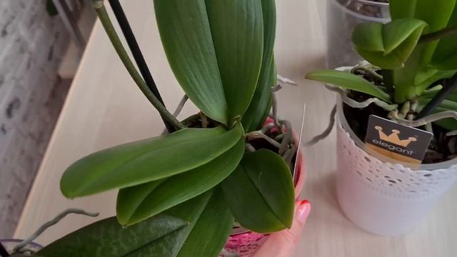 Обзор НОВЫХ ОРХИДЕЙ коллекции??? Желтый биглип? Орхидея Dream Diamond? Бабочка? парфюмерная фабрика смотреть онлайн