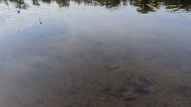 Краснокнижные черепахи поселились на острове в Самарской области смотреть онлайн