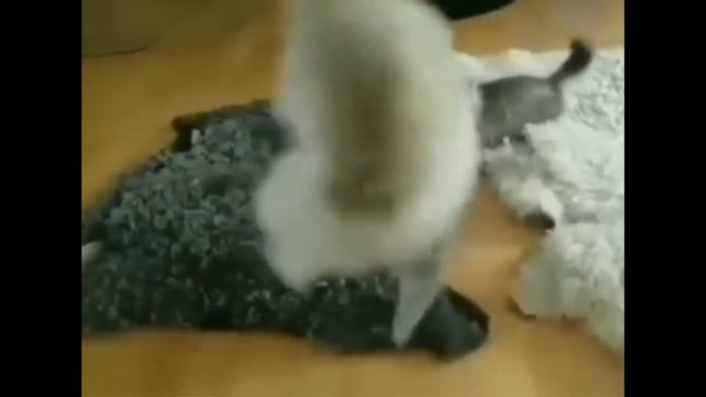 Подборка свежих приколов с животными смотреть онлайн