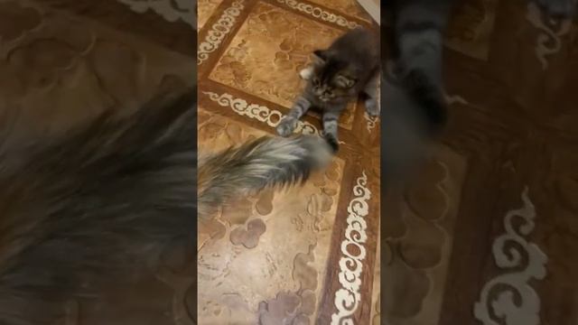 катенок играется с хвостом смотреть онлайн