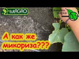 ОБЕЗЗАРАЖИВАНИЕ ПОЧВЫ... А как же МИКОРИЗА? Как сделать почву снова живой после обеззараживания.