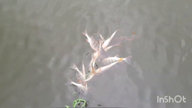 Открытие водномоторного сезона-22 с элементами рыбалки. Джиг ультра-лайт рулит! Keitech - ловит! смотреть онлайн