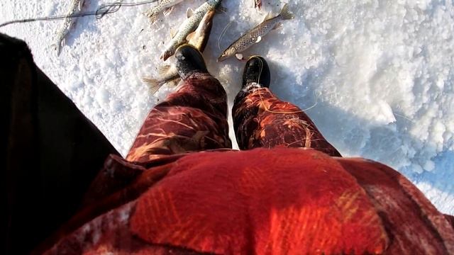 СТОЛЬКО ЩУКИ Я ЕЩЕ НЕ ЛОВИЛ! Зимняя рыбалка на Амуре. Махалка в деле. смотреть онлайн