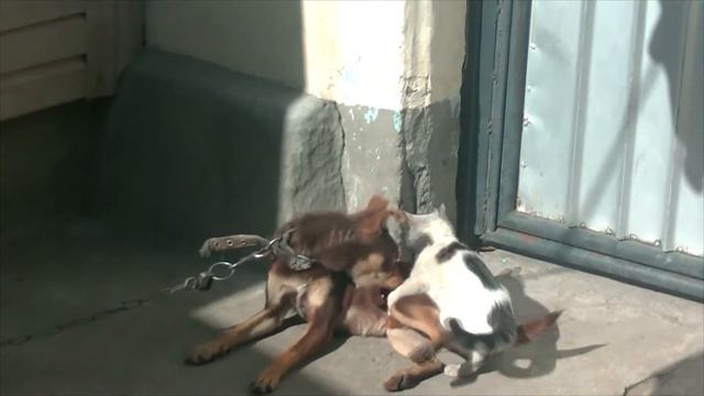 Хищный кот напал на собаку. A predatory cat attacked a dog. кот и собака, кто кого? смотреть онлайн