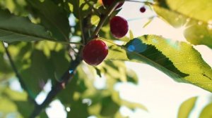 ЧЕРВИВАЯ ЧЕРЕШНЯ: Что Делать Весной, Чтобы Спасти Урожай? Пошаговая Инструкция И Методы Обработки