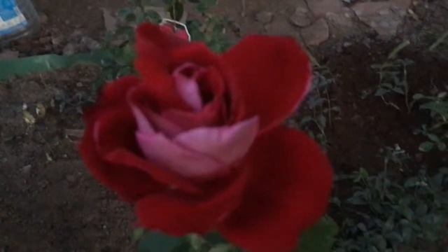 Роза Аллилуйя! Новенькая малышка в моем саду. смотреть онлайн