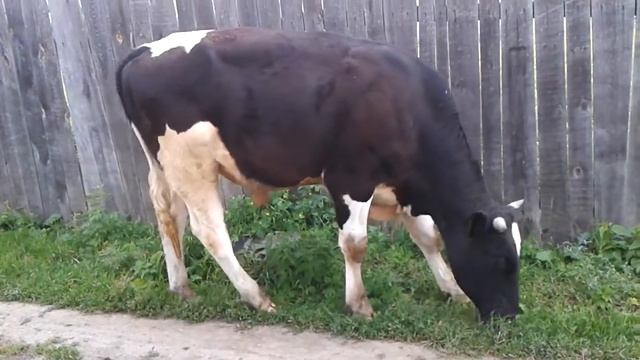 Маленькое стадо возвращается домой. Быки, коровы, тёлки.A small flock returns home. Bulls, cows смотреть онлайн