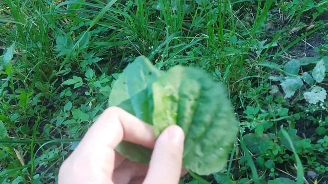 Разрешенные травы для улиток.