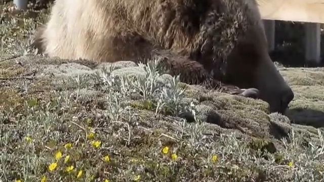 Камчатка. Волонтеры долины Гейзеров смотреть онлайн