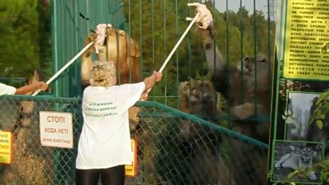 Геленджик . Зоопарк со львами . смотреть онлайн