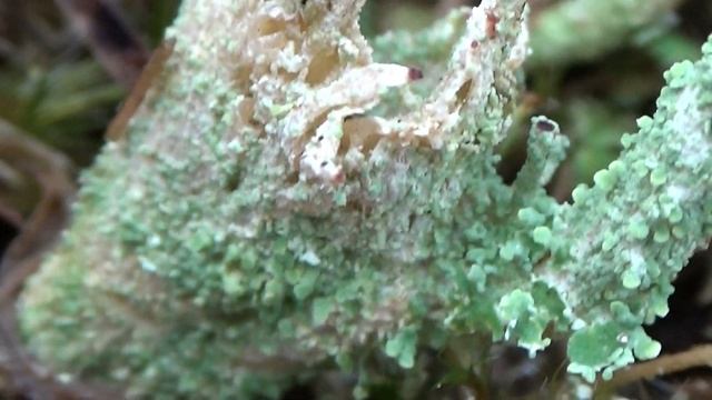Rafelig bekermos - Cladonia ramulosa смотреть онлайн
