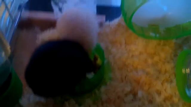 Чем я кормлю своих хомяков джеси и мики смотреть онлайн