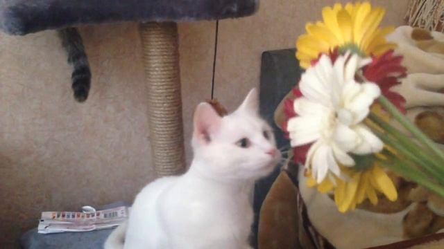 Кошачья жизнь #1 Как манипулировать кошками. смотреть онлайн