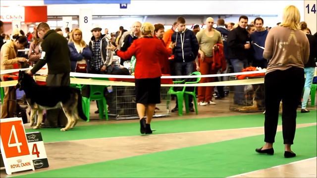 Чемпионат ВЕО сравнение кобели смотреть онлайн