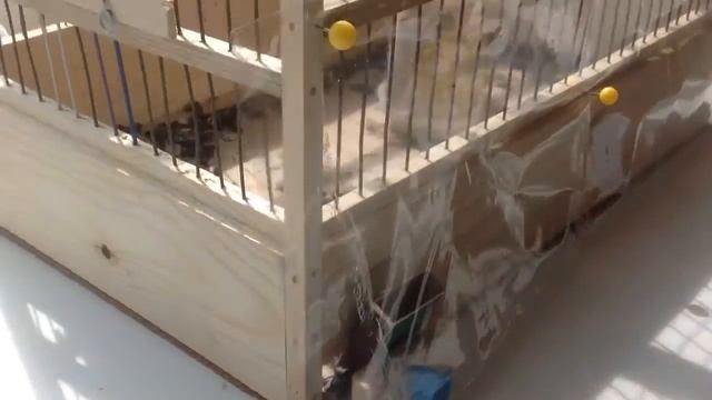 Содержание птиц. Щегол 1 смотреть онлайн