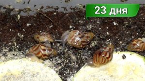 Улитки ахатины 0-60 дней за 4 минуты. Как растут улитки ахатины