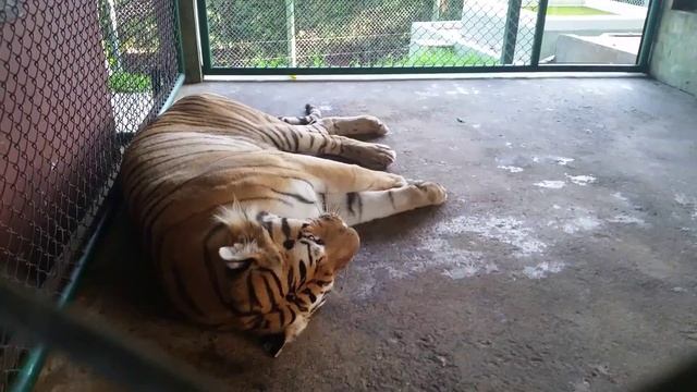 Средние тигры, большие и маленькие тигры. Tigri medie, tigri grandi e piccole. смотреть онлайн