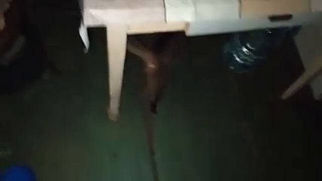 КУШАЕМ ЖАРЕНУЮ РЫБУ ВМЕСТЕ С КОШКОЙ МУРКОЙ смотреть онлайн