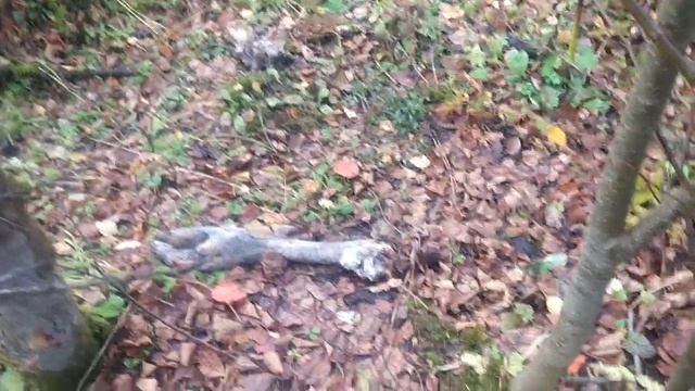 НАШЁЛ ОСТАНКИ ЛОСЯ В ЛЕСУ НА ОКРАЙНЕ ГОРОДА смотреть онлайн