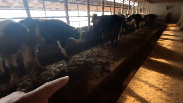 MOL BOQISH USULI. MOLLAR QANDAY BOQILYAPTI.