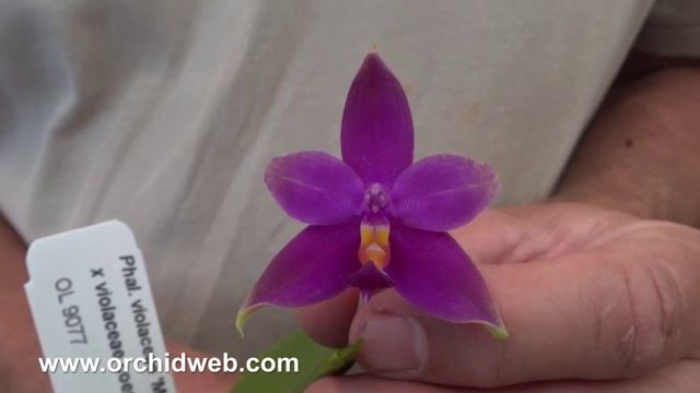 OrchidWeb - Phal. violacea смотреть онлайн