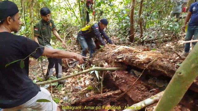 INI DIA TERTANGKAP NYA ULAR PALING BESAR,ASLII INI ULAR BESAR BANGET,SEMUA KEWALAHAN MEGANG BADANNY смотреть онлайн