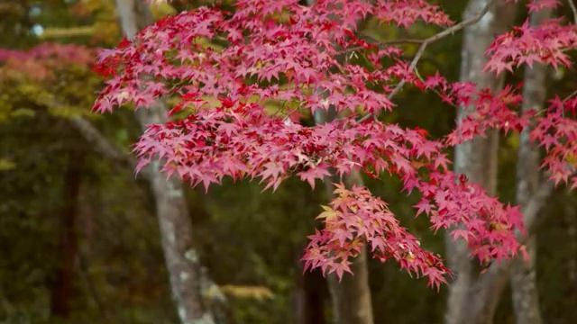 金閣寺 Кинкаку-дзи (Золотой храм) смотреть онлайн
