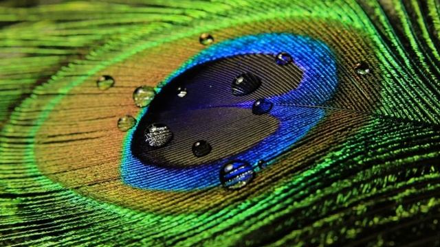 Первоначальное представление о пейзажной лирике. Литература 5 класс. смотреть онлайн