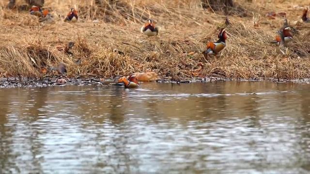 Утки мандаринки в пригороде Владивостока смотреть онлайн