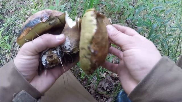 ФАНТАСТИКА! | БЕЛЫЕ грибы в ИЮНЕ смотреть онлайн