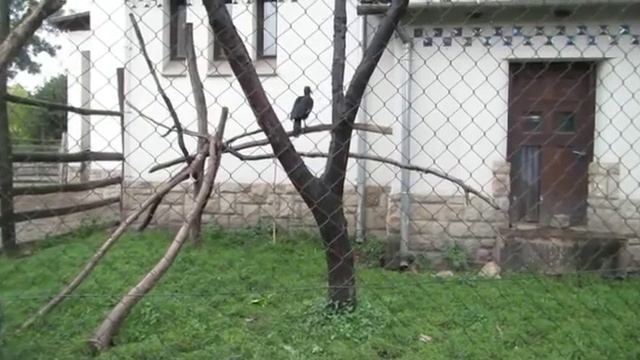 Будапешт.Зоопарк. Беседа. смотреть онлайн