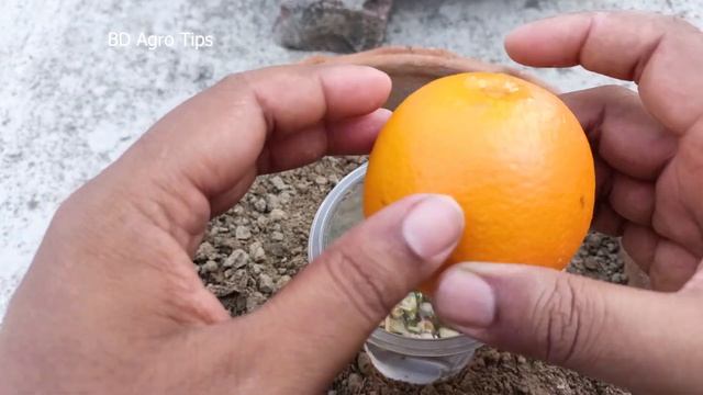 Easy Way To Grow Orange Trees With Orange And Banana  100% Success With Banana