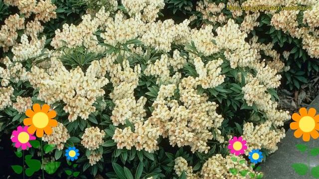 Пиерис японский Дебютант. Краткий обзор, описание характеристик pieris japonica Debutante смотреть онлайн