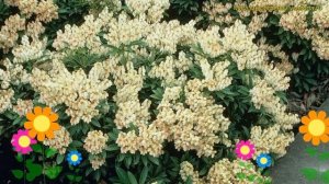 Пиерис японский Дебютант. Краткий обзор, описание характеристик pieris japonica Debutante