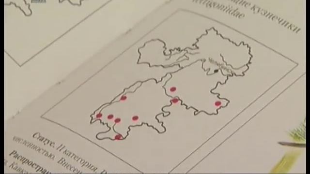 Не паук и не саранча. Биологи раскрыли загадку необычного насекомого, которое обнаружили челябинцы смотреть онлайн