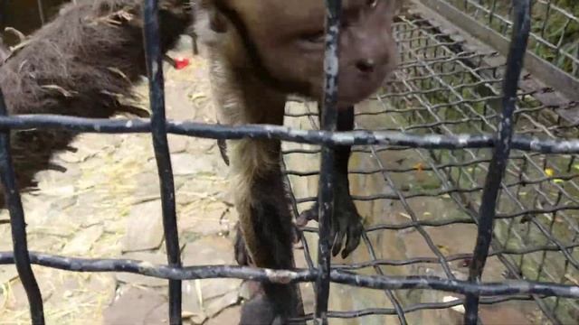 Обезьянки Капуцины в клетке зоопарка 