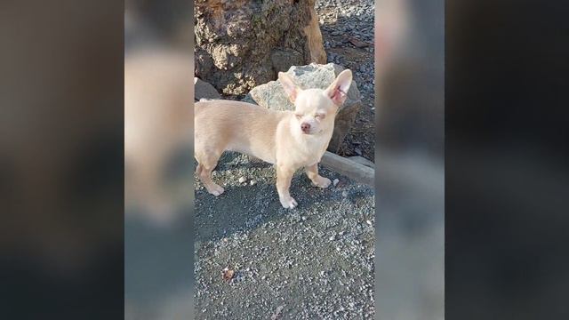 Омега Ролексовна продажа чихуахуа питомник Кастропуло Крым+79787458062 доставка купить красивого ще