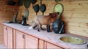 Ли Сяо / Alice the Fox Лиса Алиса (Лиса забралась на стол и не хочет слезать)