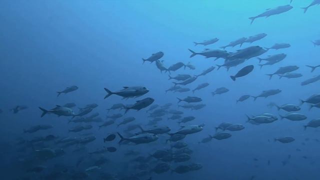 Maldives Dive Site | Vanhuravalhi Kandu | Meemu Atoll смотреть онлайн