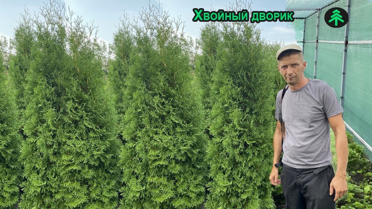 Выращивание хвойных растений - Евгений Филимонов. Трейлер канала "Хвойный Дворик" смотреть онлайн