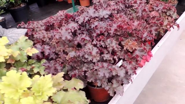 Ботанический сад-магазин 2 часть смотреть онлайн