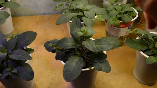 Формирование ампельной петунии. смотреть онлайн