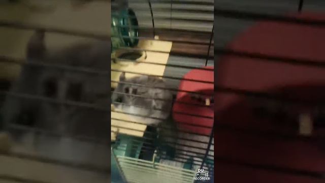 Мой хомяк упал((( смотреть онлайн