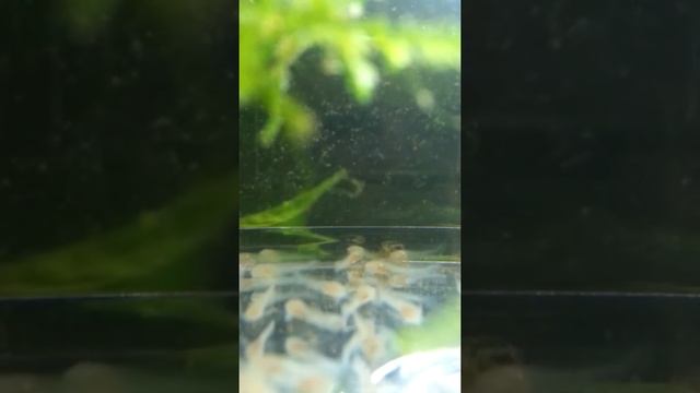 Albino Corydoras 4 days (close up) смотреть онлайн