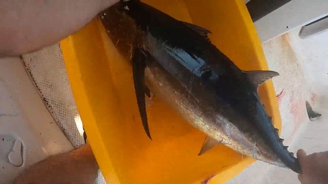 Самый большой мой тунец в средиземном море. Лучшая рыбалка на средиземном море смотреть онлайн