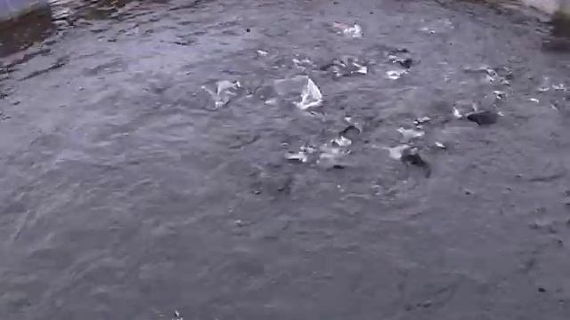 В Ярославской области разводят сиговые породы рыб смотреть онлайн