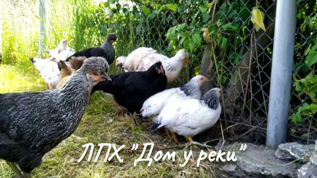 Русские хохлатые и адлерские. Молодки смотреть онлайн